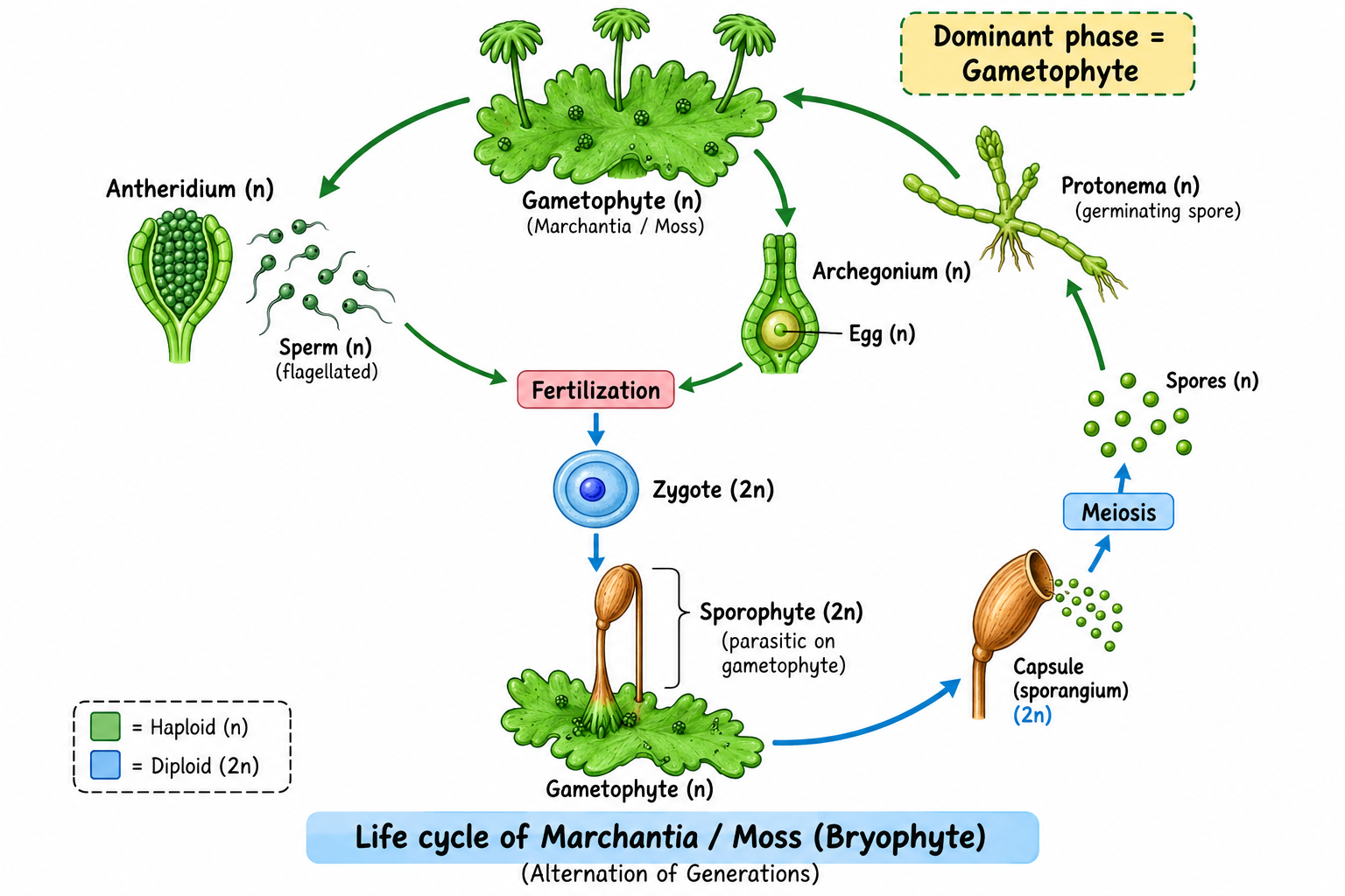 Bryophyte Life Cycle - Alternation of Generations